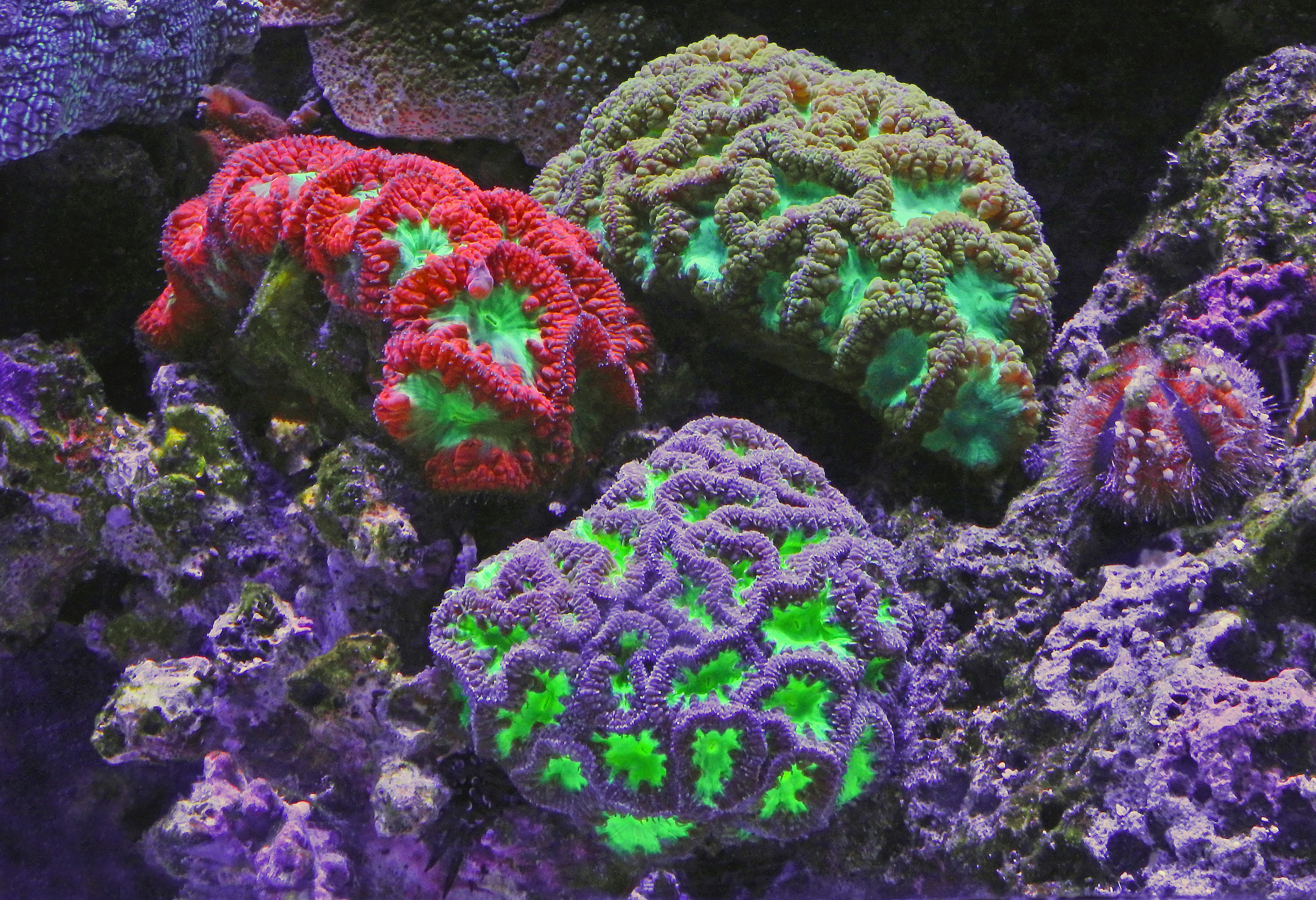 A display of gorgeous colorful corals at the Cairns aquarium, Australia.